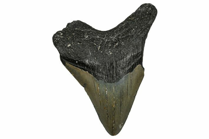 Bargain, Fossil Megalodon Tooth - North Carolina #338571